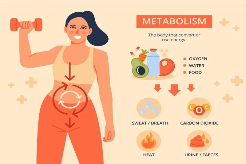 Understanding Metabolic Reset Science and Its Role in Long-Term Health